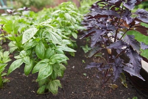Purple and green basil plants growing healthily in the garden