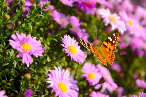 a butterfly pollinating on the purple asters