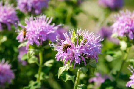 9 Bee Balm Varieties to Consider Growing