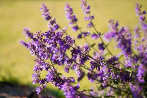 Purple catmint nepeta flowers