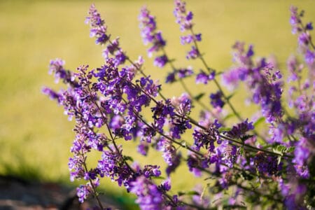 Catmint Plant: A Perennial You Should Consider Growing