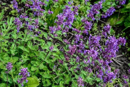 purple catnip purple catnip in the garden