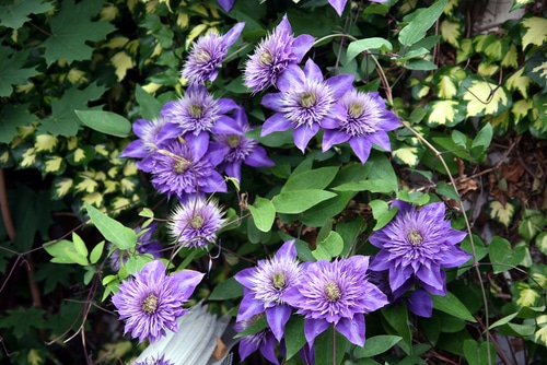 A purple clematis flowering plant in a garden