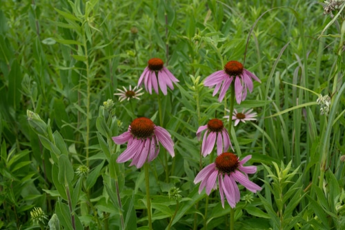 purple coneflower purple coneflower growing on the field