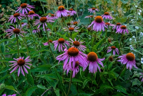 purple conelflower beautiful purple coneflower blooming in the garden