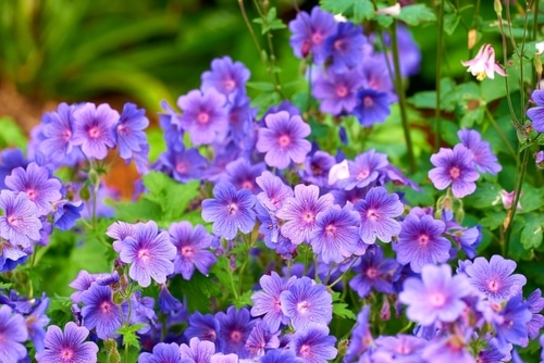 purple crane flowers growing in the garden