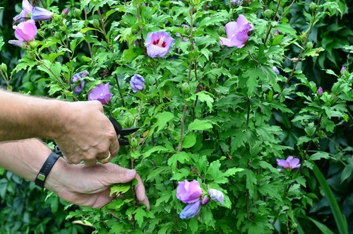 a mans hand cutting the branches of flowers