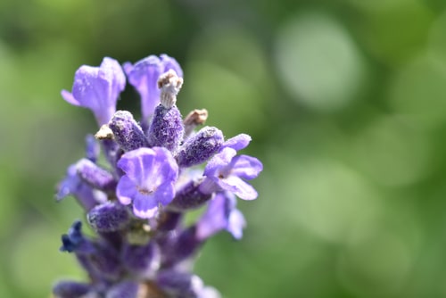 beautiful purple flower in the backyard