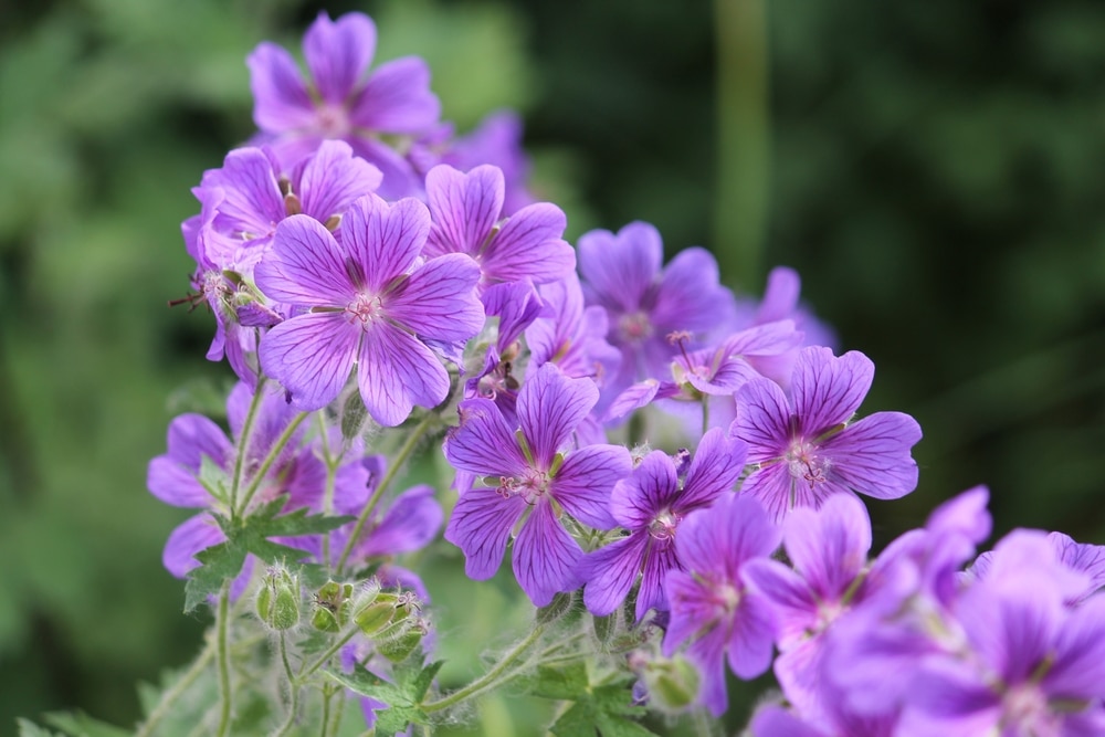 full bloom of purple flowers in the garden