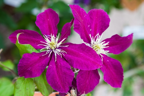 rich Purple niobe flowers blooming