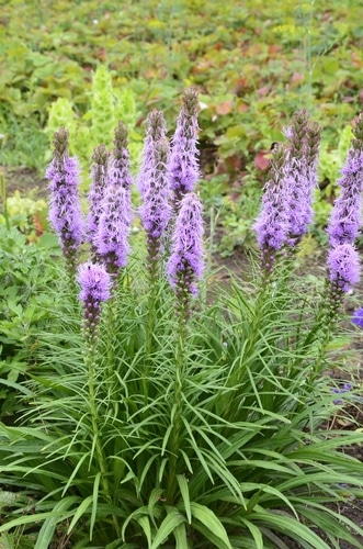 Purple liatris flower of a garden grass