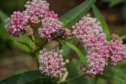 purple milkweed purple swamp milkweed flowers