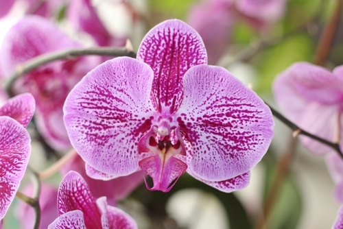 Purple moth orchid blooming blooming in the garden