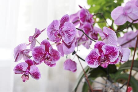 5 Unique Phalaenopsis Orchids to Consider Growing