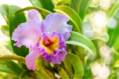 5 Cattleya Orchids to Consider Growing