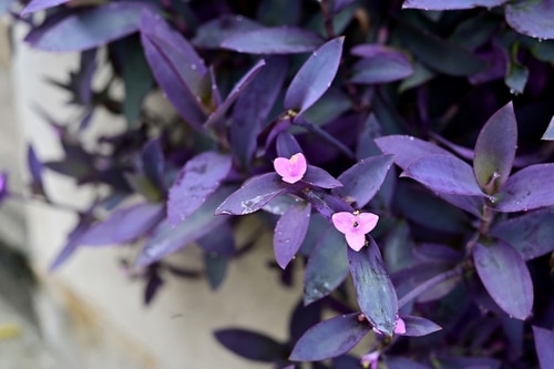 purple pallida plant with pinkish flowers