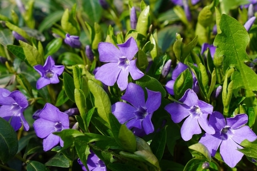 purple periwinkle little purple flowers of a periwinkle plant