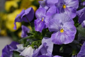 beautiful purple petunias in the garden