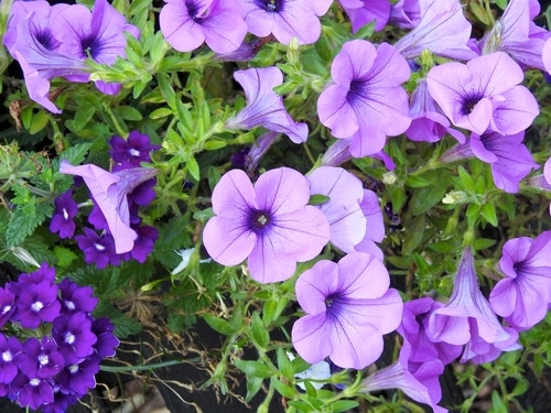 purple petunias purple petunias in the garden