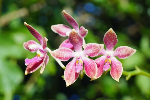 Cute little purple pink orchid hybrid