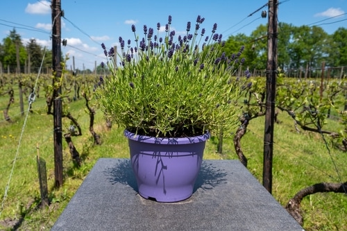 A beautiful and growing lavender plant on a purple pot