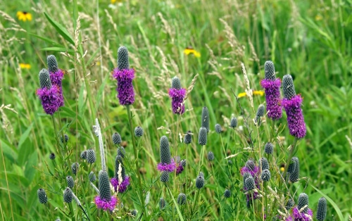 purple prairie clover in the grassland