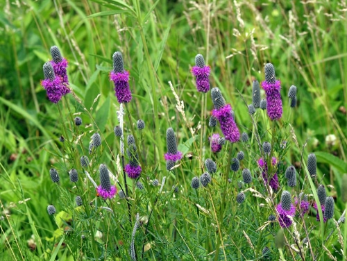 purple prairie clover cone-like shaped flowers of a Purple prairie clover