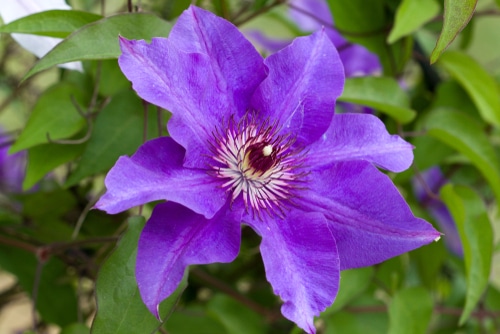 A closeup picture of a rich purple president clematis plant