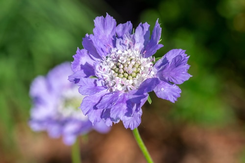A beautiful flower of purple scabiosa