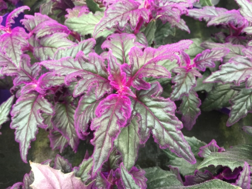 Beautiful silver and purple leaves of a velvet plant