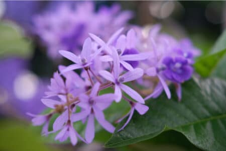 8 Purple Flowers to Grow in Florida
