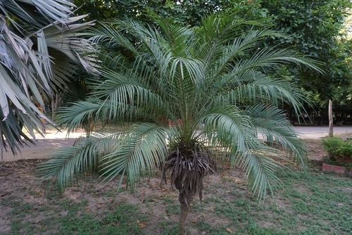 A short tree called the pygmy date palm