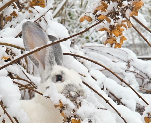 A rabbit eating the leaves of a plant covered in snow.