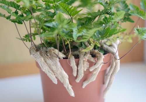 rabbits foot fern in a simple clay pot