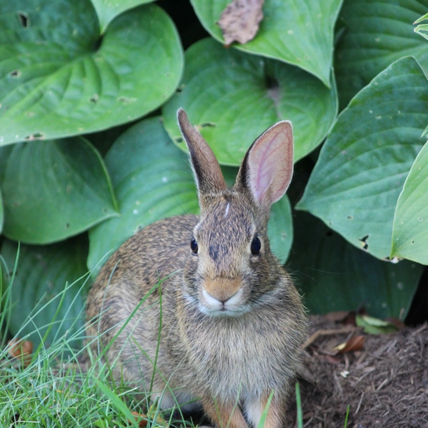 Rabbits are notorious offenders of damaging hostas.