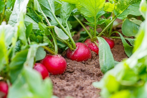 growing radish plant in the soil