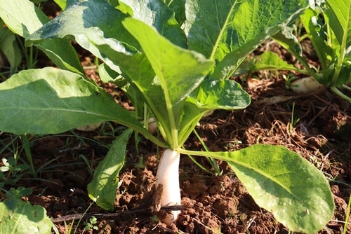 radish plant radish plants ready to harvest