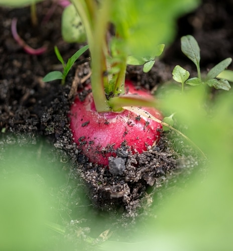 red radish growing in a wet soil