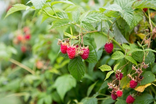 raspberry fruits ripe raspberries in the garden