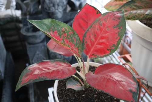 red aglaonema plant in the balcony