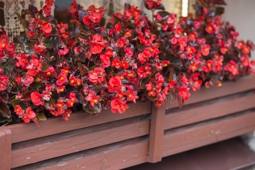 beautiful red begonia semperflorens in a wooden cart