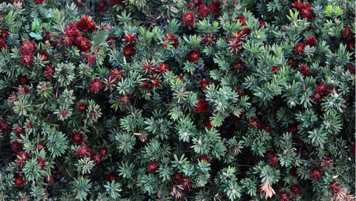 red and green bottlebrush bushes