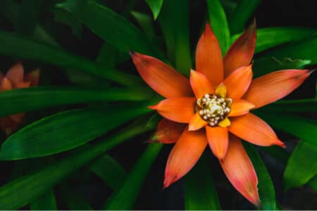 13 Types of Bromeliads to Consider Growing
