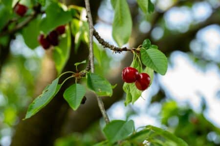 red cherries hanging on the tree