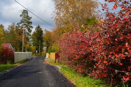 red chokeberry in a narrow village road