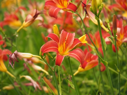 Red daylily full bloom in garden
