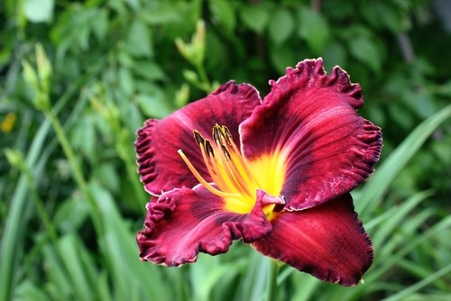 A blooming red daylily with yellow in the middle