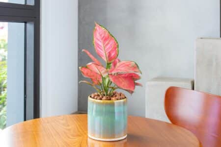 7 Red Houseplants to Add Color to Your Home