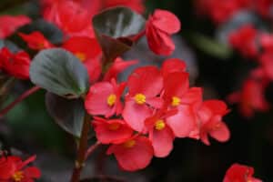 full bloom of begonia red flower