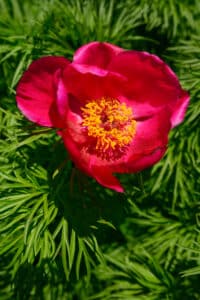 a beautiful bright red flower